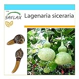 SAFLAX - Set regalo - Calabaza de peregrino - 15 semillas - Con caja...